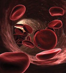 blood cells(web).jpeg