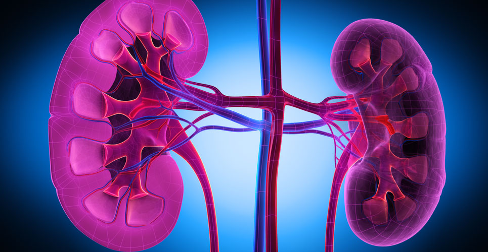 Blood test can detect rejection by antibodies after kidney transplant
