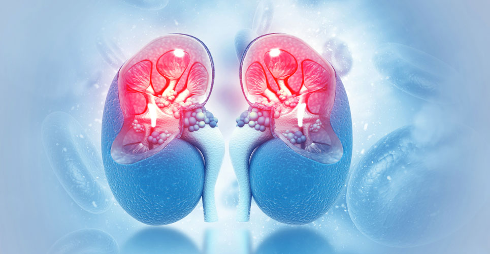 Allopurinol does not preserve kidney function in type 1 diabetes