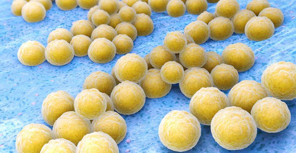 Discovery of S. aureus protein key to triggering eczema flare