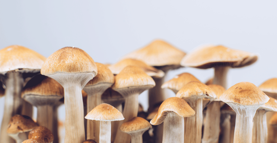 Psilocybin-associated therapy effective for treatment-resistant major depression