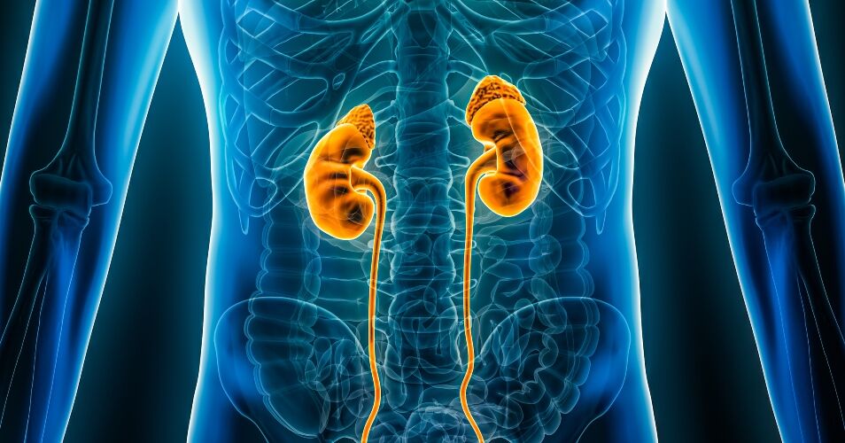 Delayed-release budesonide effective in primary IgA nephropathy, study shows