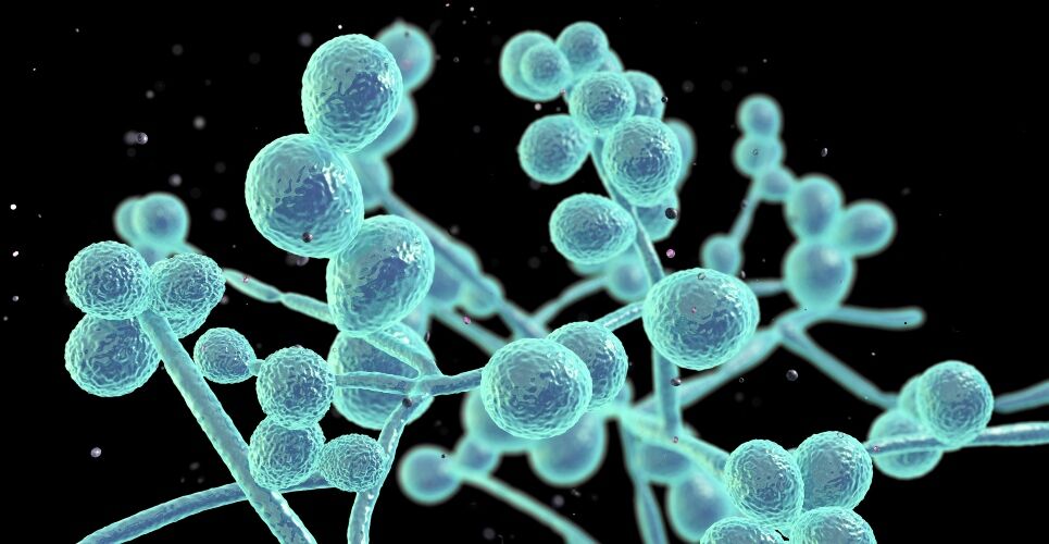 Rezafungin gains EU approval for treating invasive candidiasis in adults